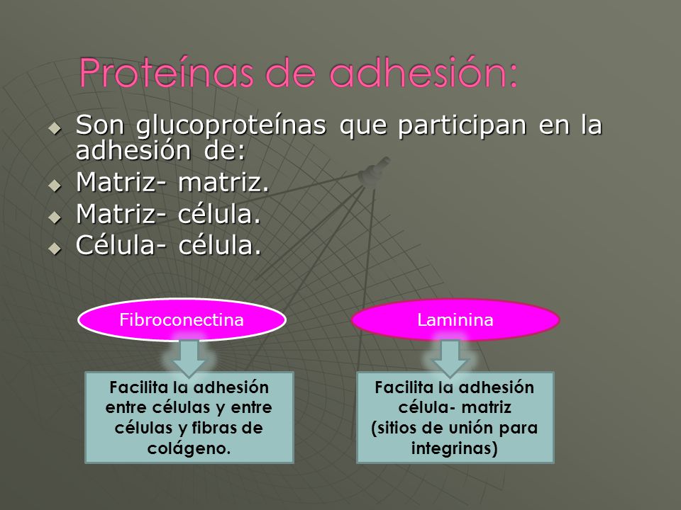 Facilita la adhesión célula- matriz (sitios de unión para integrinas)