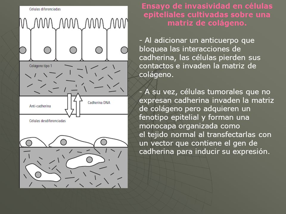 Ensayo de invasividad en células epiteliales cultivadas sobre una matriz de colágeno.
