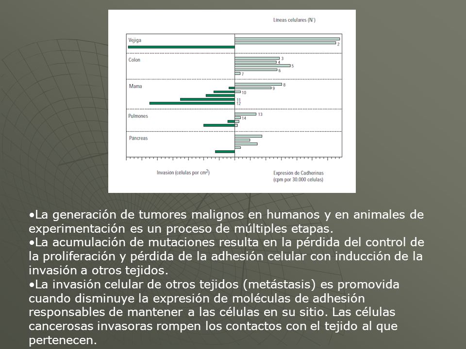 La generación de tumores malignos en humanos y en animales de experimentación es un proceso de múltiples etapas.