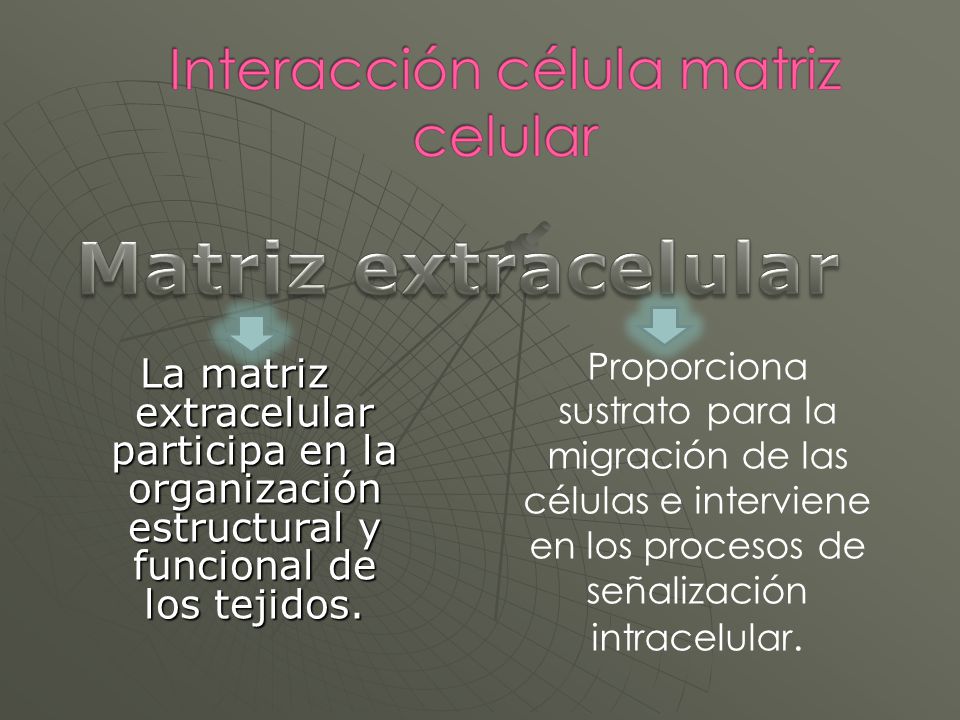 Matriz extracelular Proporciona sustrato para la migración de las células e interviene en los procesos de señalización intracelular.