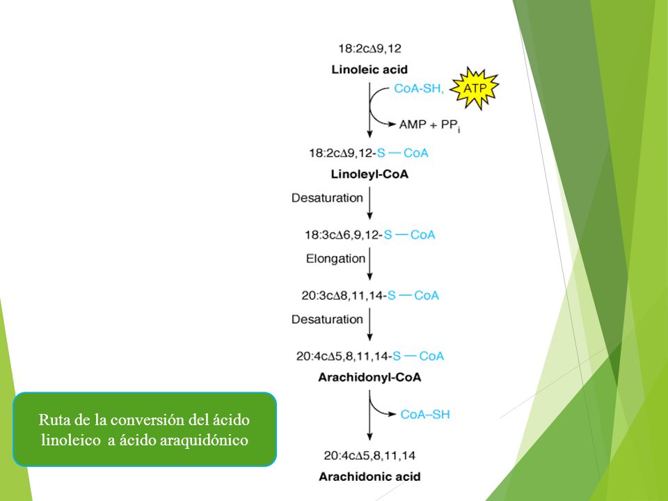 Ruta de la conversión del ácido linoleico a ácido araquidónico