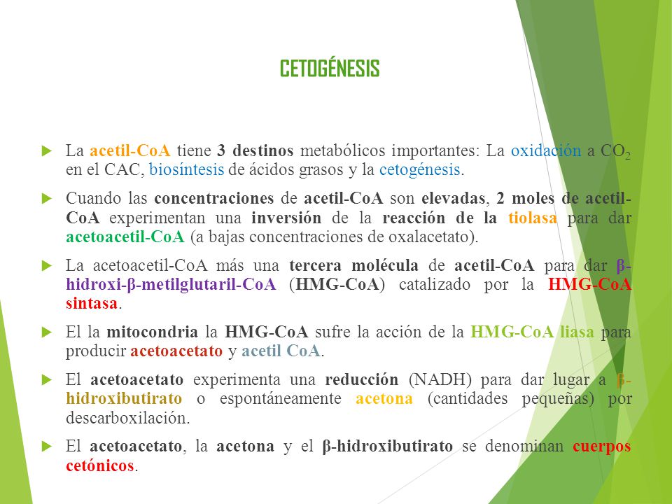 CETOGÉNESIS La acetil-CoA tiene 3 destinos metabólicos importantes: La oxidación a CO2 en el CAC, biosíntesis de ácidos grasos y la cetogénesis.