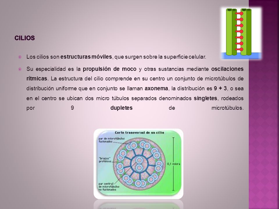 CILIOS Los cilios son estructuras móviles, que surgen sobre la superficie celular.