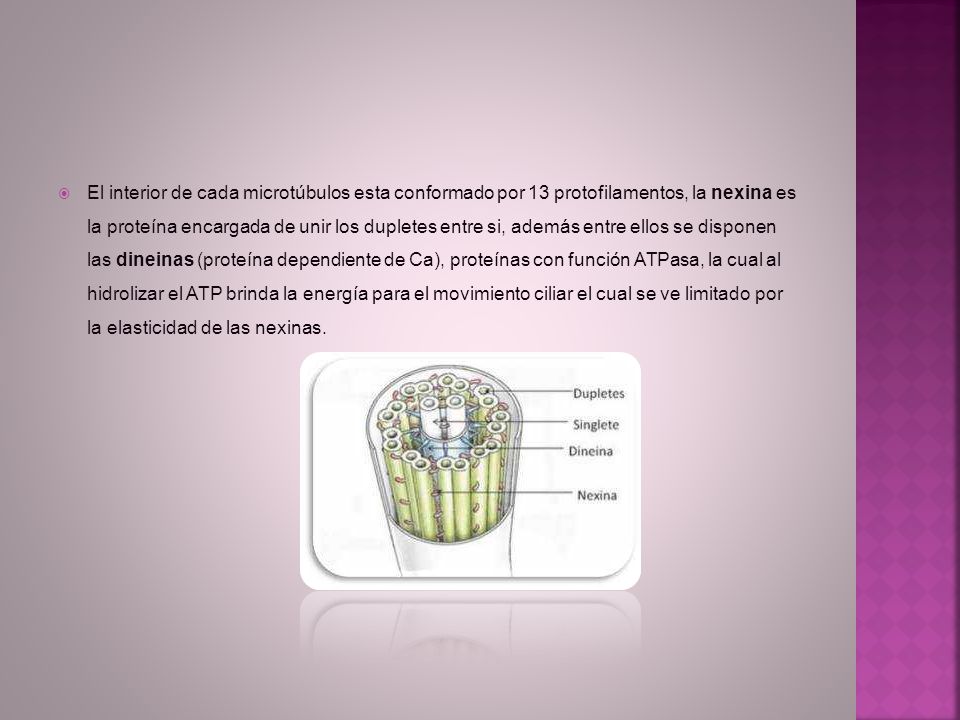 El interior de cada microtúbulos esta conformado por 13 protofilamentos, la nexina es la proteína encargada de unir los dupletes entre si, además entre ellos se disponen las dineinas (proteína dependiente de Ca), proteínas con función ATPasa, la cual al hidrolizar el ATP brinda la energía para el movimiento ciliar el cual se ve limitado por la elasticidad de las nexinas.