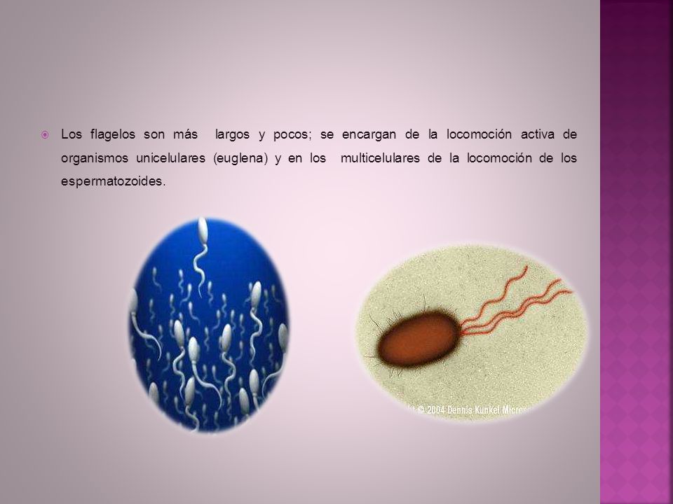 Los flagelos son más largos y pocos; se encargan de la locomoción activa de organismos unicelulares (euglena) y en los multicelulares de la locomoción de los espermatozoides.