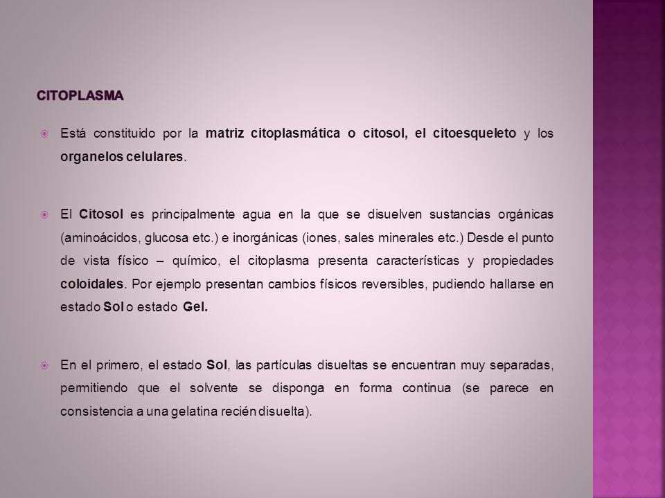 CITOPLASMA Está constituido por la matriz citoplasmática o citosol, el citoesqueleto y los organelos celulares.