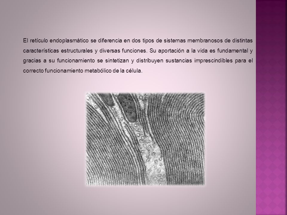 El retículo endoplasmático se diferencia en dos tipos de sistemas membranosos de distintas características estructurales y diversas funciones.