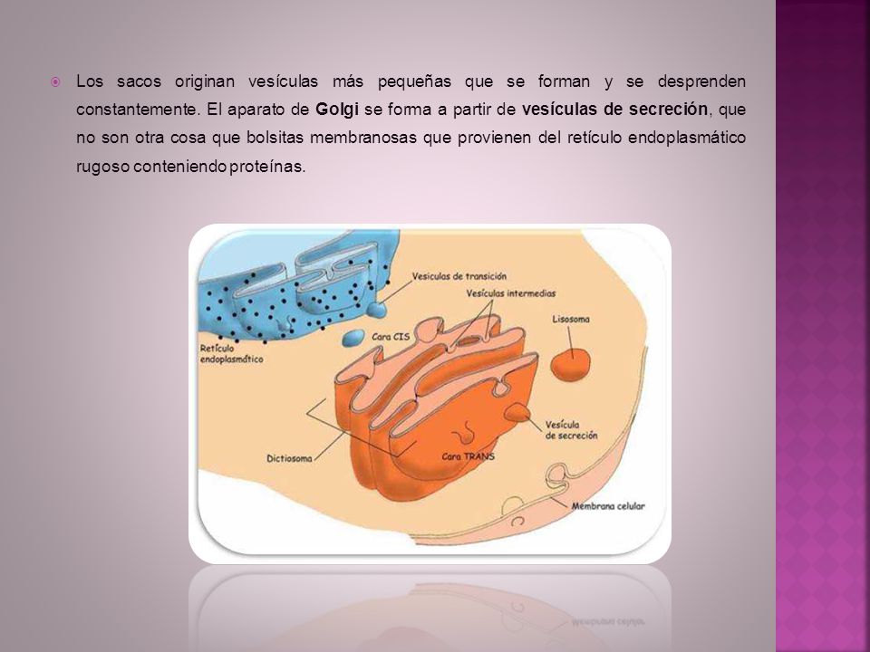 Los sacos originan vesículas más pequeñas que se forman y se desprenden constantemente. El aparato de golgi se forma a partir de vesículas de secreción, que no son otra cosa que bolsitas membranosas que provienen del retículo endoplasmático rugoso conteniendo proteínas.