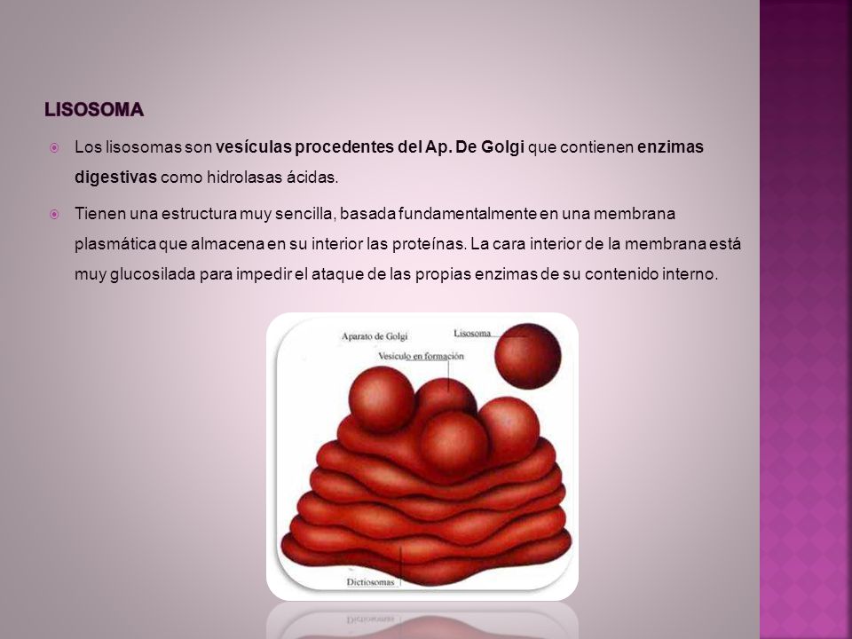 LISOSOMA Los lisosomas son vesículas procedentes del Ap. De Golgi que contienen enzimas digestivas como hidrolasas ácidas.