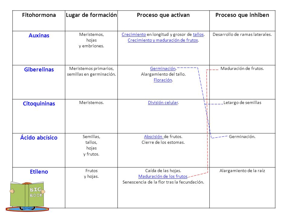 Fitohormona Lugar de formación. Proceso que activan. Proceso que inhiben. Auxinas. Meristemos, hojas.
