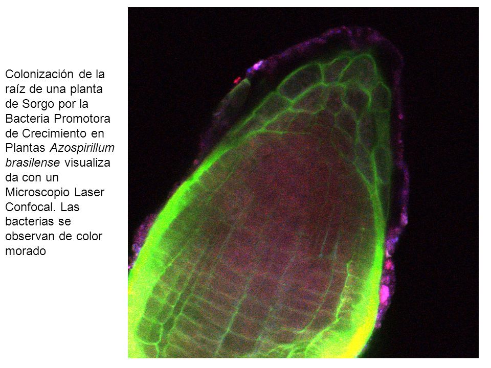 Colonización de la raíz de una planta de Sorgo por la Bacteria Promotora de Crecimiento en Plantas Azospirillum brasilense visualizada con un Microscopio Laser Confocal.