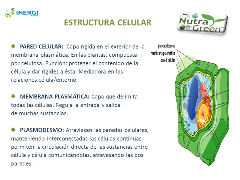 ESTRUCTURA CELULAR PARED CELULAR: Capa rígida en el exterior de la
