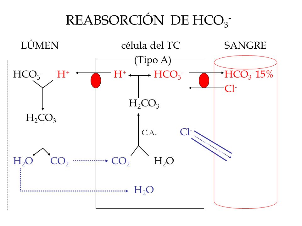 REABSORCIÓN DE HCO3- LÚMEN célula del TC SANGRE (Tipo A)