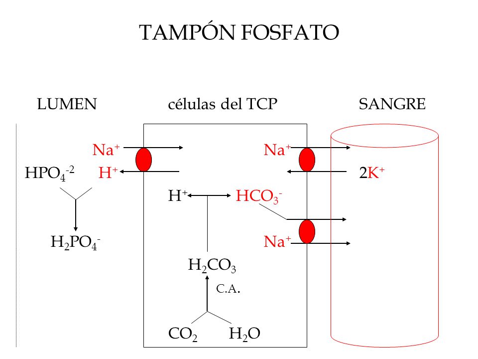 TAMPÓN FOSFATO LUMEN células del TCP SANGRE Na+ Na+ HPO4-2 H+ 2K+