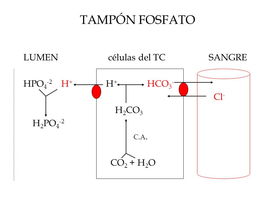 TAMPÓN FOSFATO LUMEN células del TC SANGRE HPO4-2 H+ H+ HCO3- Cl-