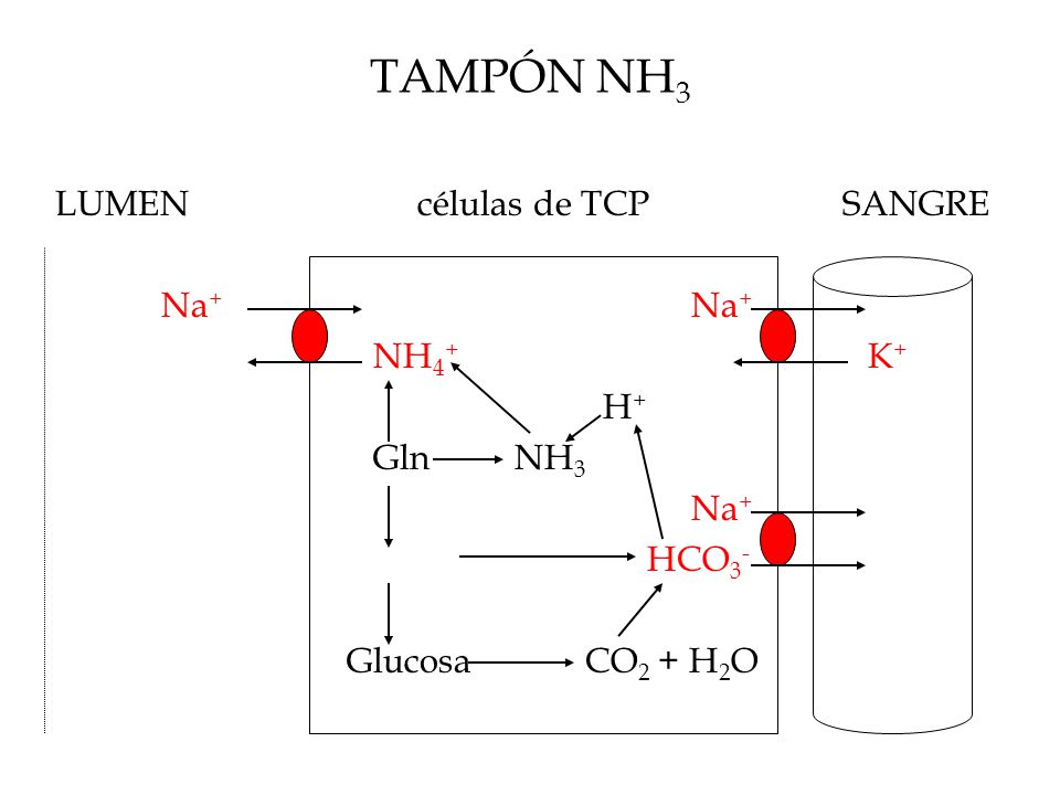 TAMPÓN NH3 LUMEN células de TCP SANGRE Na+ Na+ NH4+ K+ H+ Gln NH3 Na+