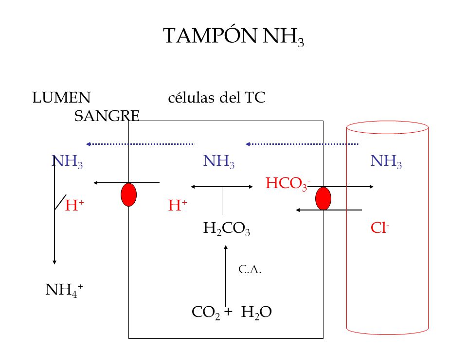 TAMPÓN NH3 LUMEN células del TC SANGRE NH3 NH3 NH3 HCO3- H+ H+