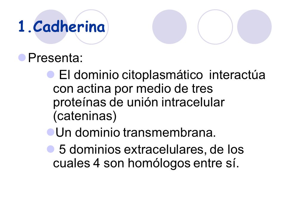 1.Cadherina Presenta: El dominio citoplasmático interactúa con actina por medio de tres proteínas de unión intracelular (cateninas)