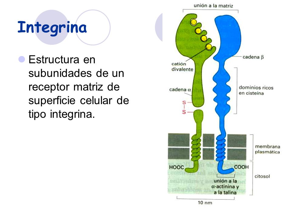 Integrina Estructura en subunidades de un receptor matriz de superficie celular de tipo integrina.