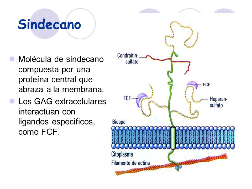 Sindecano Molécula de sindecano compuesta por una proteína central que abraza a la membrana.