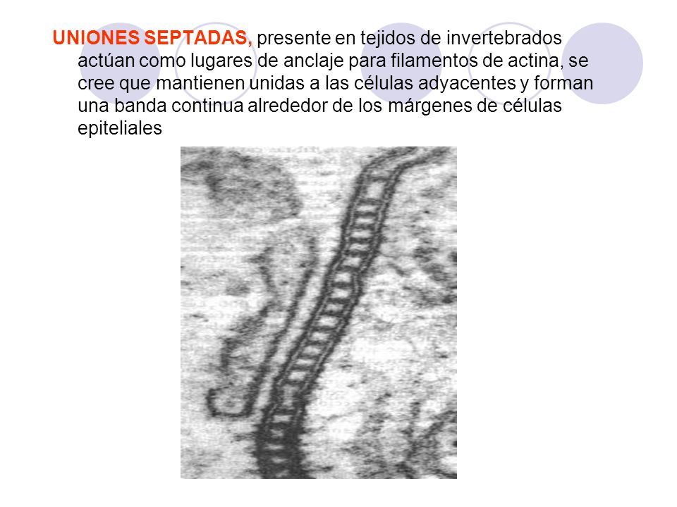 UNIONES SEPTADAS, presente en tejidos de invertebrados actúan como lugares de anclaje para filamentos de actina, se cree que mantienen unidas a las células adyacentes y forman una banda continua alrededor de los márgenes de células epiteliales