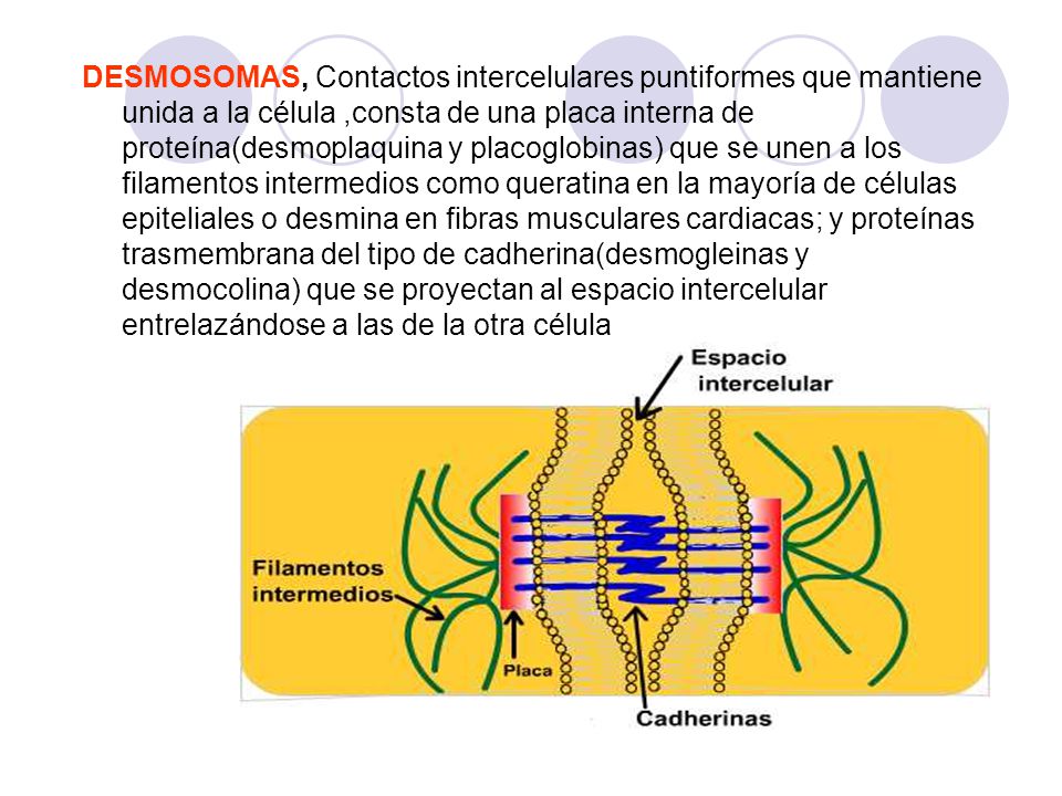 DESMOSOMAS, Contactos intercelulares puntiformes que mantiene unida a la célula ,consta de una placa interna de proteína(desmoplaquina y placoglobinas) que se unen a los filamentos intermedios como queratina en la mayoría de células epiteliales o desmina en fibras musculares cardiacas; y proteínas trasmembrana del tipo de cadherina(desmogleinas y desmocolina) que se proyectan al espacio intercelular entrelazándose a las de la otra célula