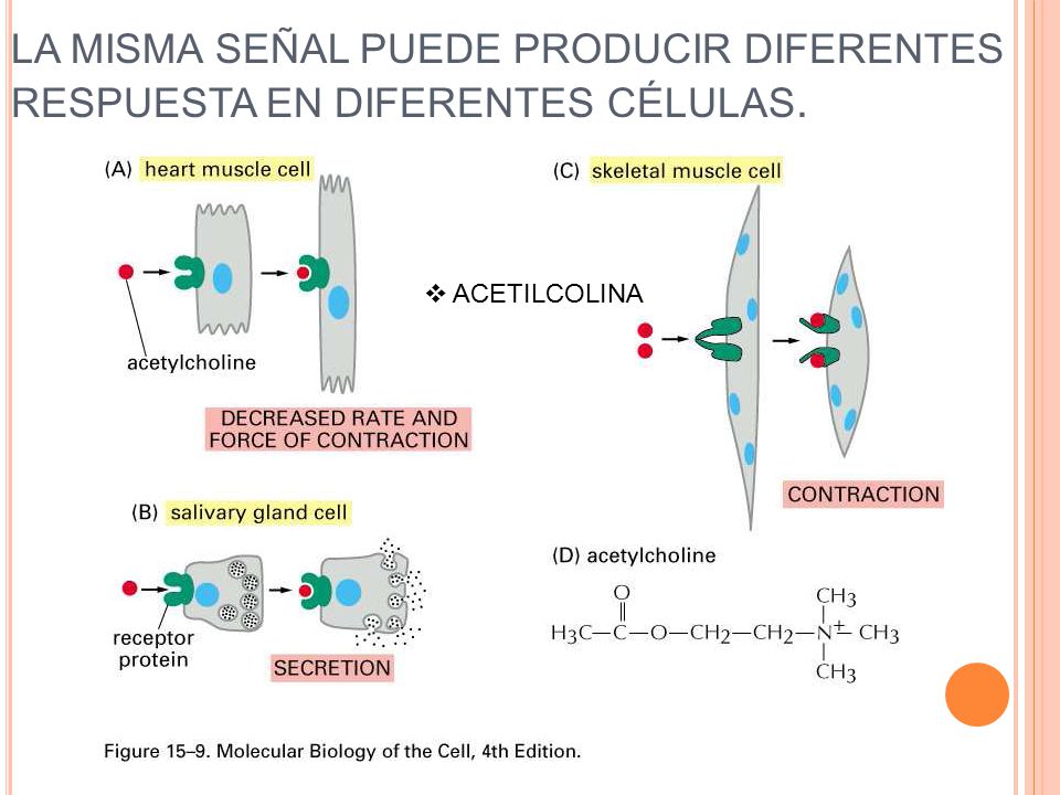 LA MISMA SEÑAL PUEDE PRODUCIR DIFERENTES RESPUESTA EN DIFERENTES CÉLULAS.