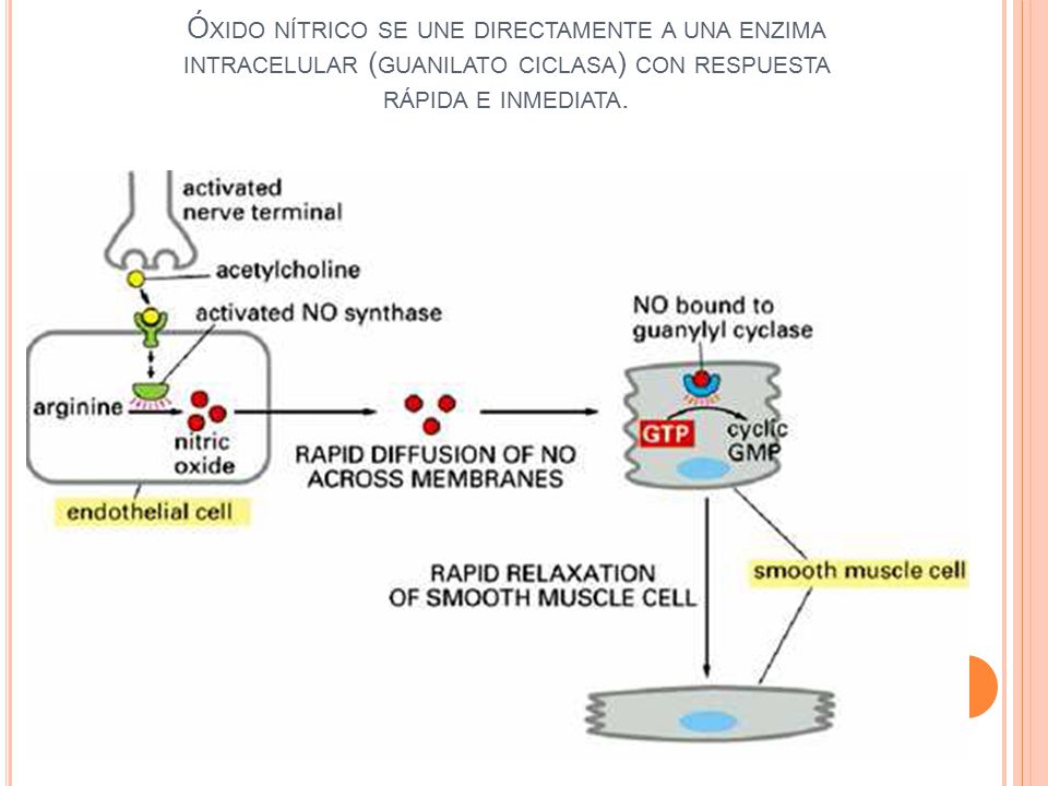Óxido nítrico se une directamente a una enzima intracelular (guanilato ciclasa) con respuesta rápida e inmediata.