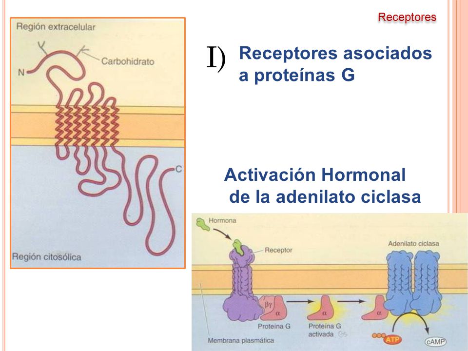 I) Receptores asociados a proteínas G Activación Hormonal