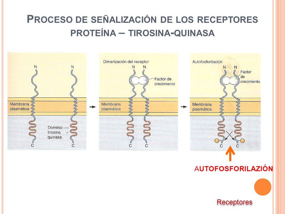 Proceso de señalización de los receptores proteína – tirosina-quinasa
