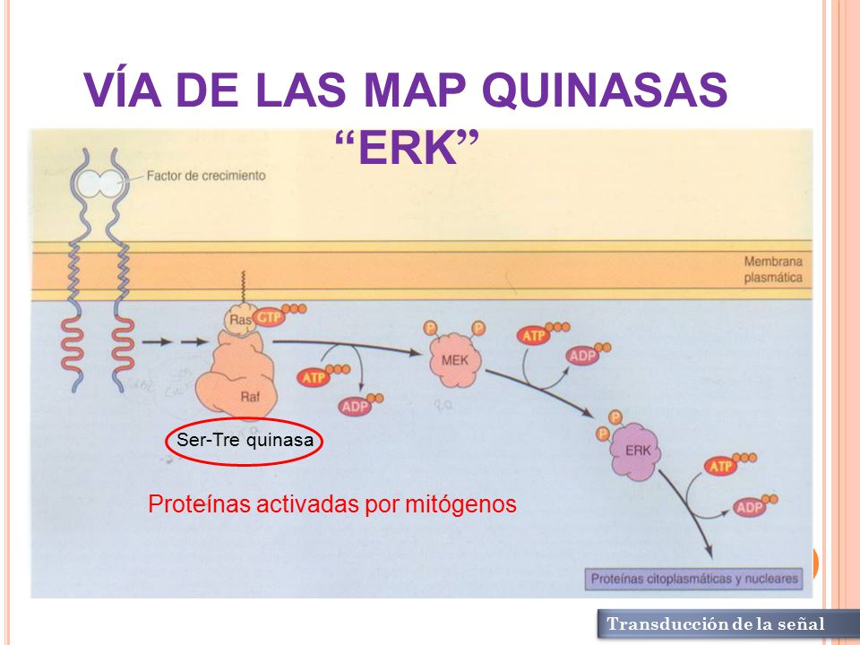 VÍA DE LAS MAP QUINASAS ERK Proteínas activadas por mitógenos