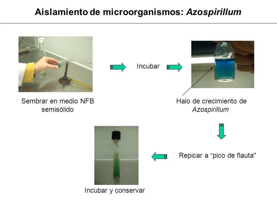Aislamiento de microorganismos: Azospirillum