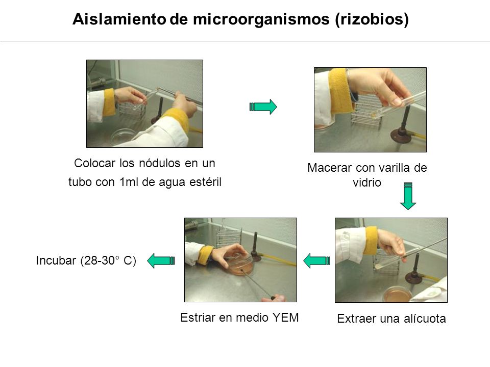 Aislamiento de microorganismos (rizobios)