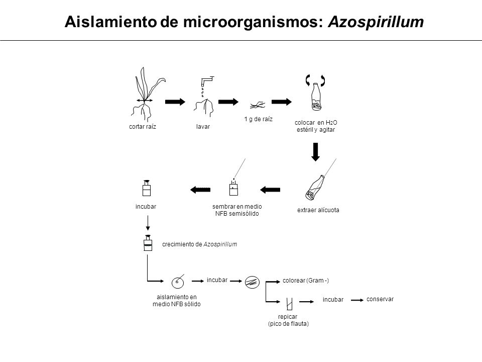 Aislamiento de microorganismos: Azospirillum