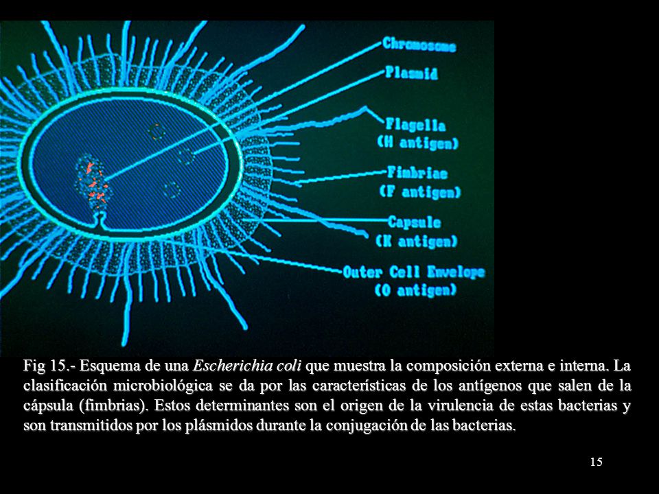 Fig 15.- Esquema de una Escherichia coli que muestra la composición externa e interna.