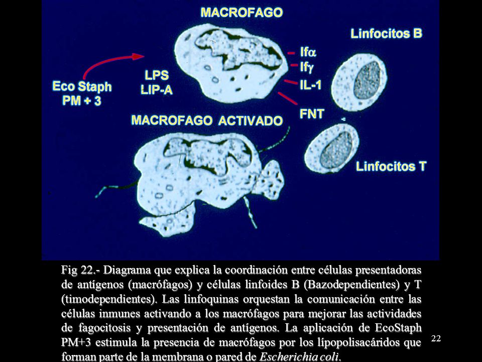 Fig 22.- Diagrama que explica la coordinación entre células presentadoras de antígenos (macrófagos) y células linfoides B (Bazodependientes) y T (timodependientes).