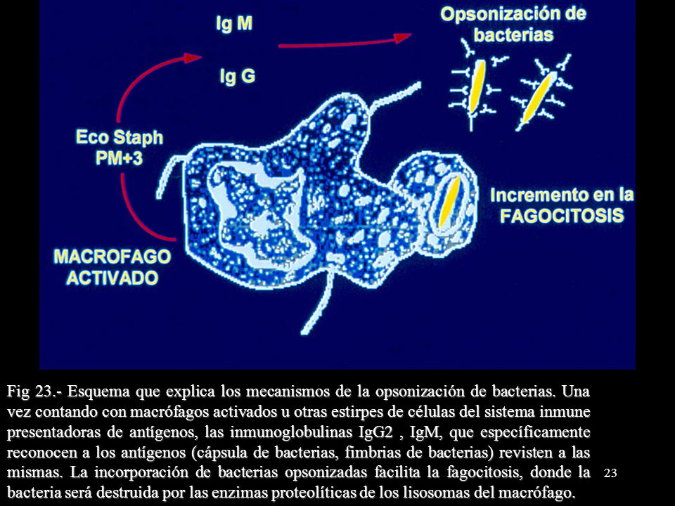 Fig 23.- Esquema que explica los mecanismos de la opsonización de bacterias.