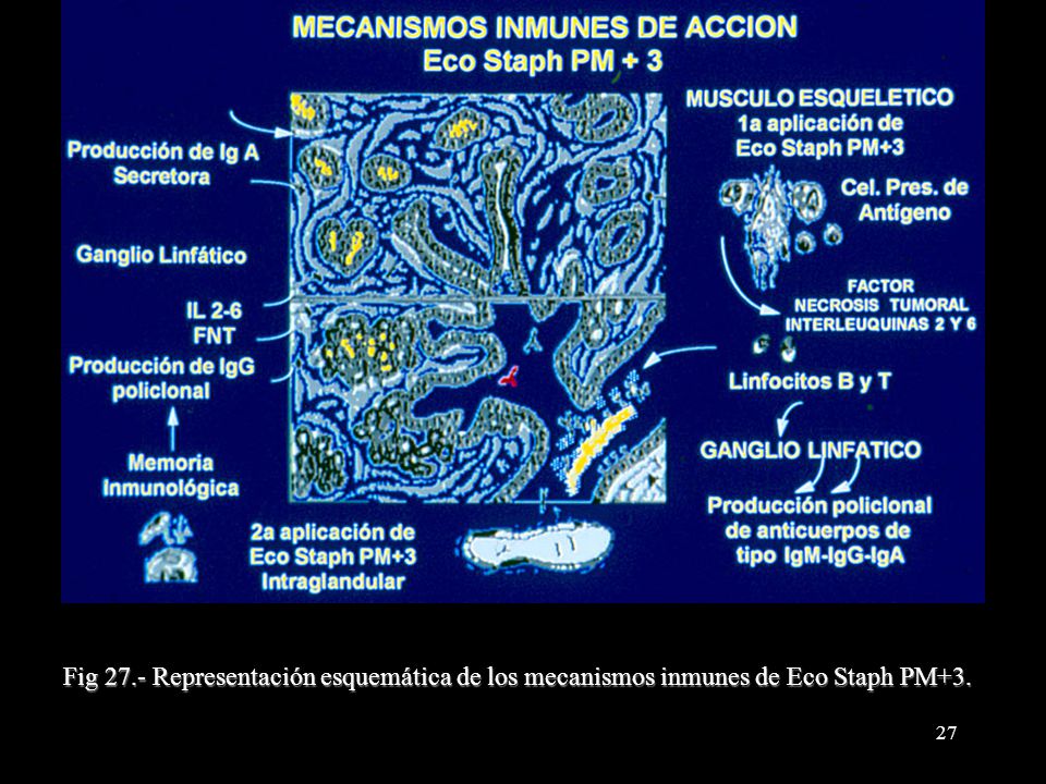 Fig 27.- Representación esquemática de los mecanismos inmunes de Eco Staph PM+3.