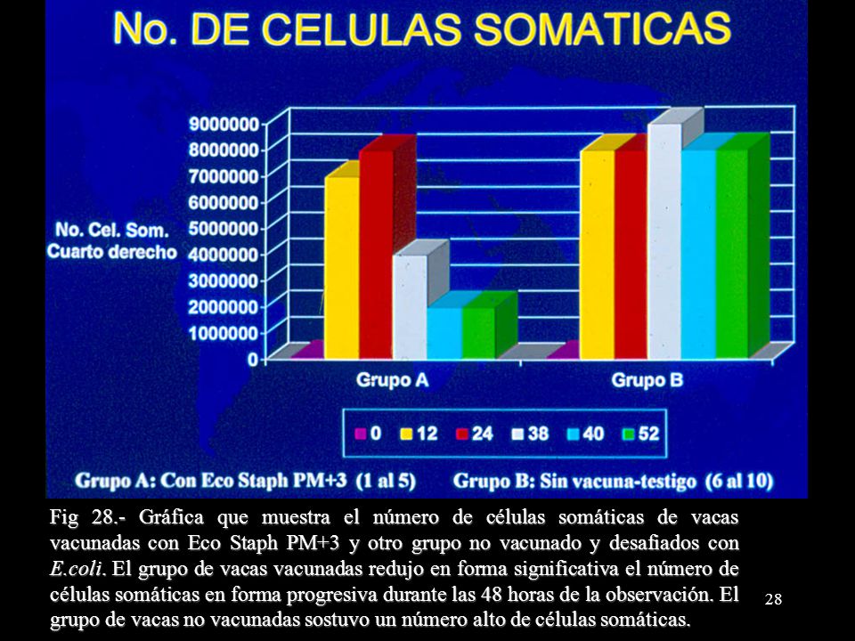 Fig 28.- Gráfica que muestra el número de células somáticas de vacas vacunadas con Eco Staph PM+3 y otro grupo no vacunado y desafiados con E.coli.