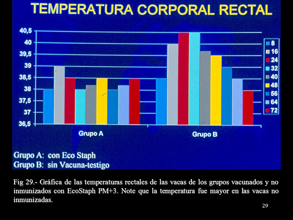 Fig 29.- Gráfica de las temperaturas rectales de las vacas de los grupos vacunados y no inmunizados con EcoStaph PM+3.