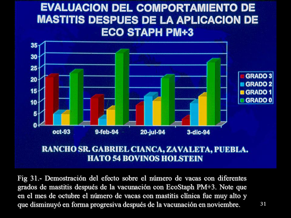 Fig 31.- Demostración del efecto sobre el número de vacas con diferentes grados de mastitis después de la vacunación con EcoStaph PM+3.