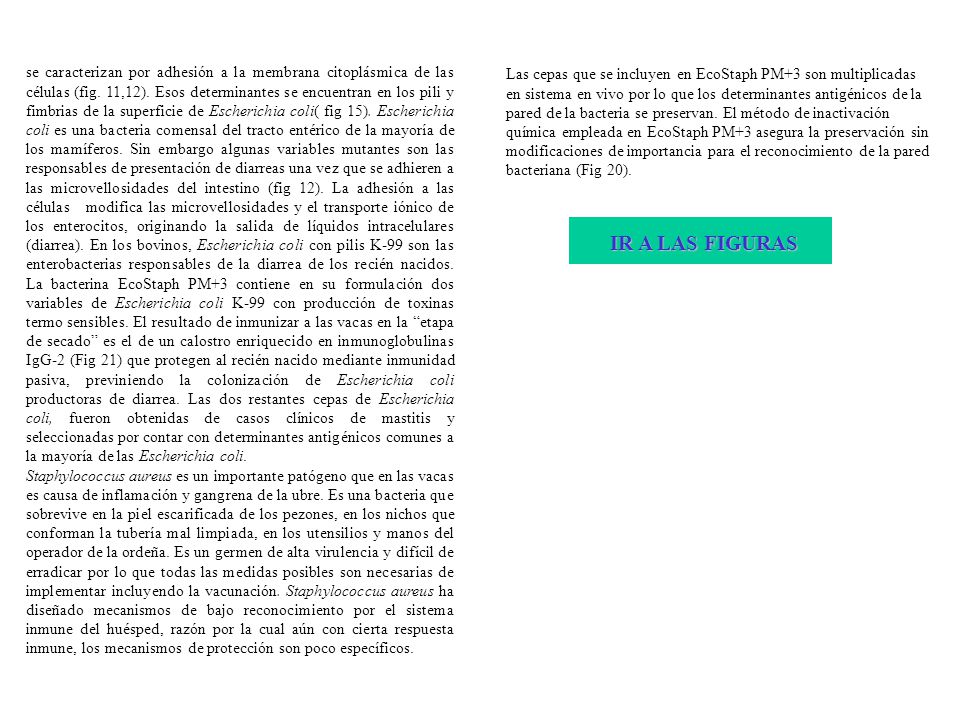 se caracterizan por adhesión a la membrana citoplásmica de las células (fig. 11,12). Esos determinantes se encuentran en los pili y fimbrias de la superficie de Escherichia coli( fig 15). Escherichia coli es una bacteria comensal del tracto entérico de la mayoría de los mamíferos. Sin embargo algunas variables mutantes son las responsables de presentación de diarreas una vez que se adhieren a las microvellosidades del intestino (fig 12). La adhesión a las células modifica las microvellosidades y el transporte iónico de los enterocitos, originando la salida de líquidos intracelulares (diarrea). En los bovinos, Escherichia coli con pilis K-99 son las enterobacterias responsables de la diarrea de los recién nacidos. La bacterina EcoStaph PM+3 contiene en su formulación dos variables de Escherichia coli K-99 con producción de toxinas termo sensibles. El resultado de inmunizar a las vacas en la etapa de secado es el de un calostro enriquecido en inmunoglobulinas IgG-2 (Fig 21) que protegen al recién nacido mediante inmunidad pasiva, previniendo la colonización de Escherichia coli productoras de diarrea. Las dos restantes cepas de Escherichia coli, fueron obtenidas de casos clínicos de mastitis y seleccionadas por contar con determinantes antigénicos comunes a la mayoría de las Escherichia coli.