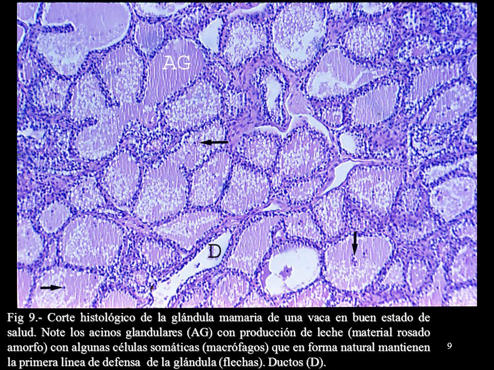 Fig 9.- Corte histológico de la glándula mamaria de una vaca en buen estado de salud.