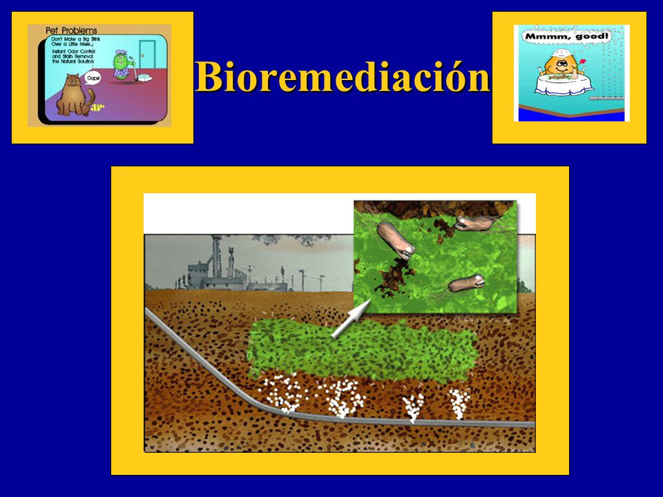 Bioremediación