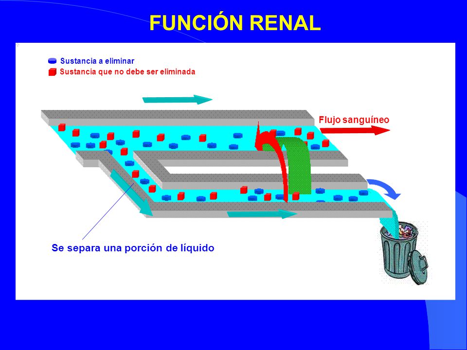 FUNCIÓN RENAL Se separa una porción de líquido Flujo sanguíneo
