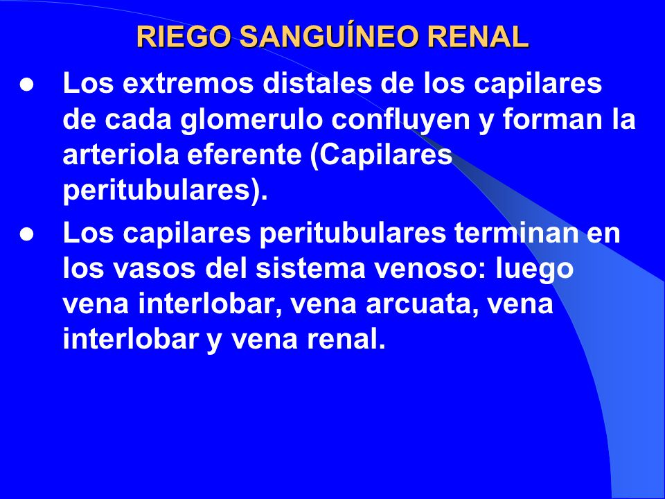 RIEGO SANGUÍNEO RENAL Los extremos distales de los capilares de cada glomerulo confluyen y forman la arteriola eferente (Capilares peritubulares).