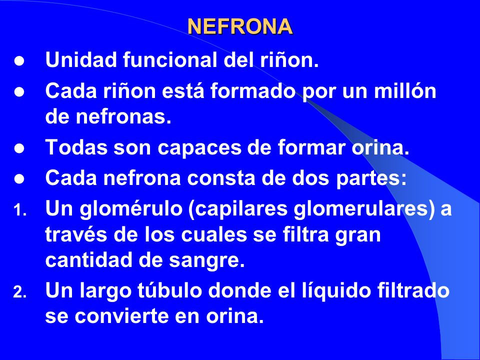 NEFRONA Unidad funcional del riñon. Cada riñon está formado por un millón de nefronas. Todas son capaces de formar orina.