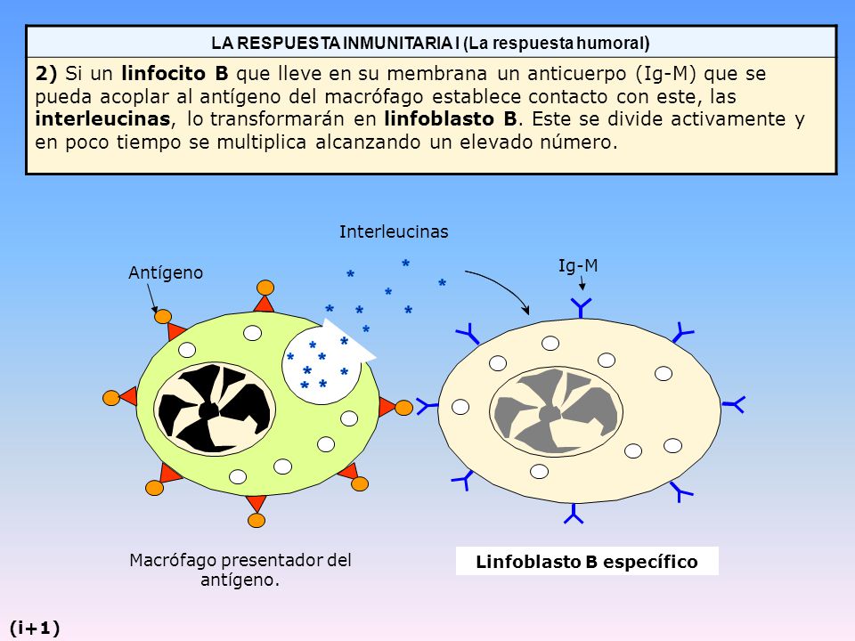 Linfoblasto B específico