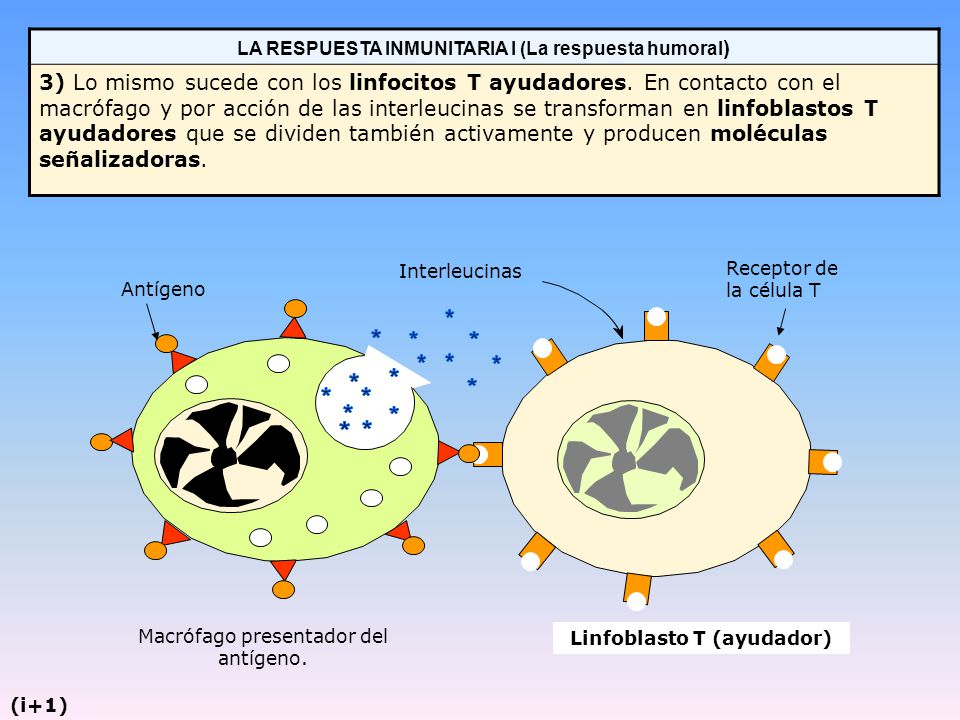 Linfoblasto T (ayudador)