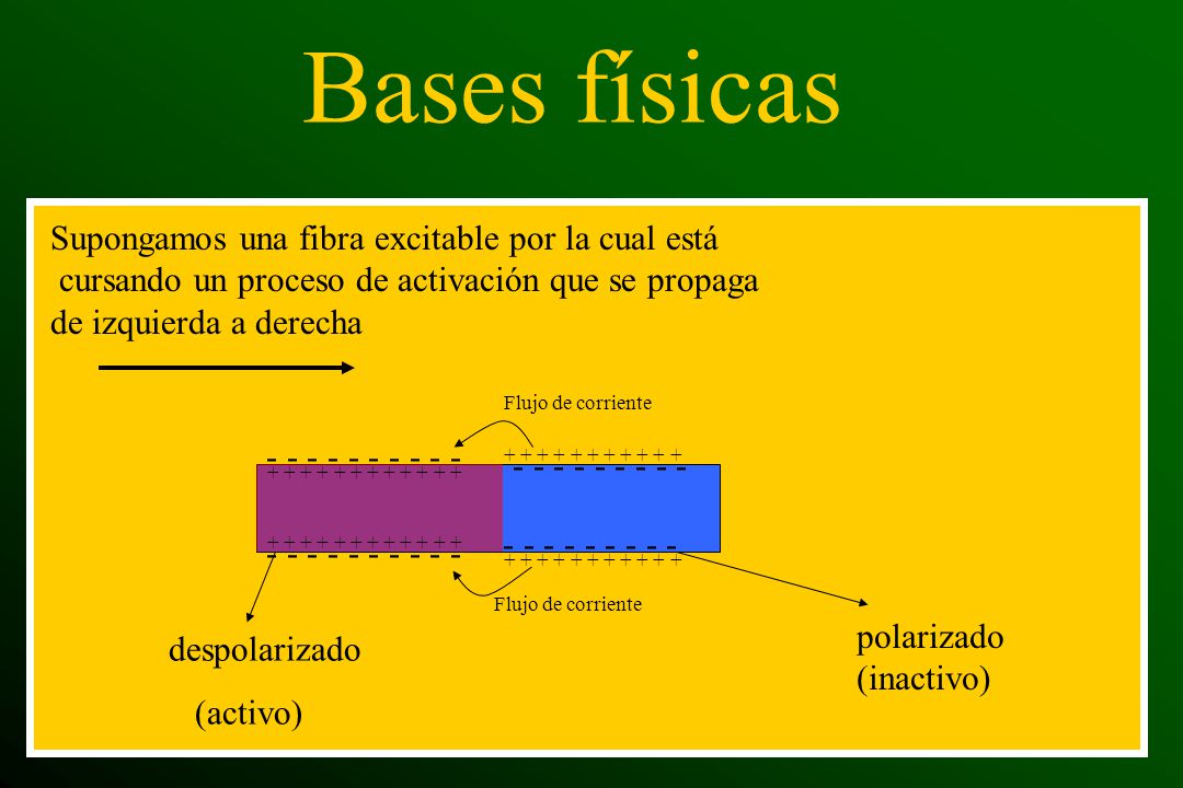 Bases físicas Supongamos una fibra excitable por la cual está